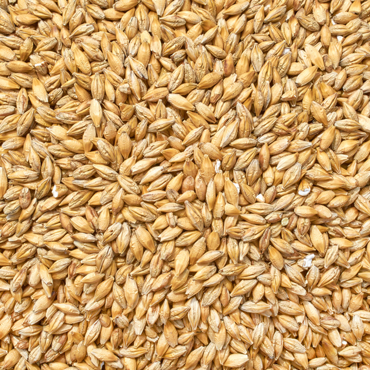 grain seeds barley seeds