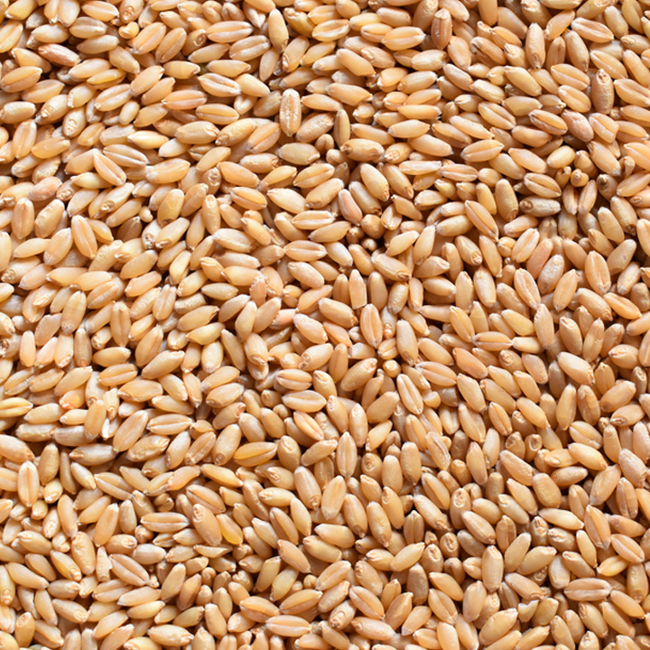 grain seeds wheat seeds